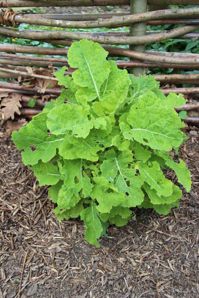 Eeuwig moes (Brassica oleracea var. ramosa)